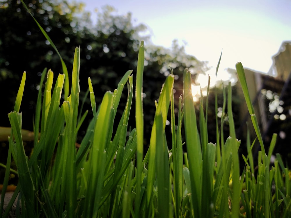 a close up of some green grass with a house in the background