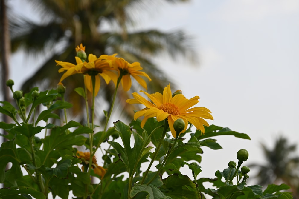 a close up of some yellow flowers near some trees