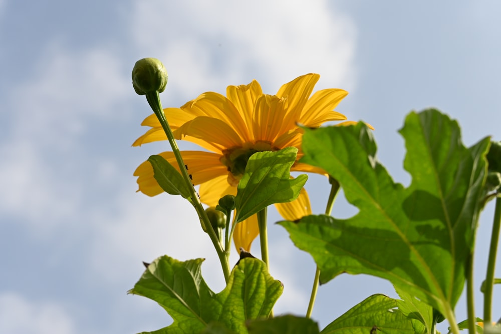 a sunflower with a blue sky in the background