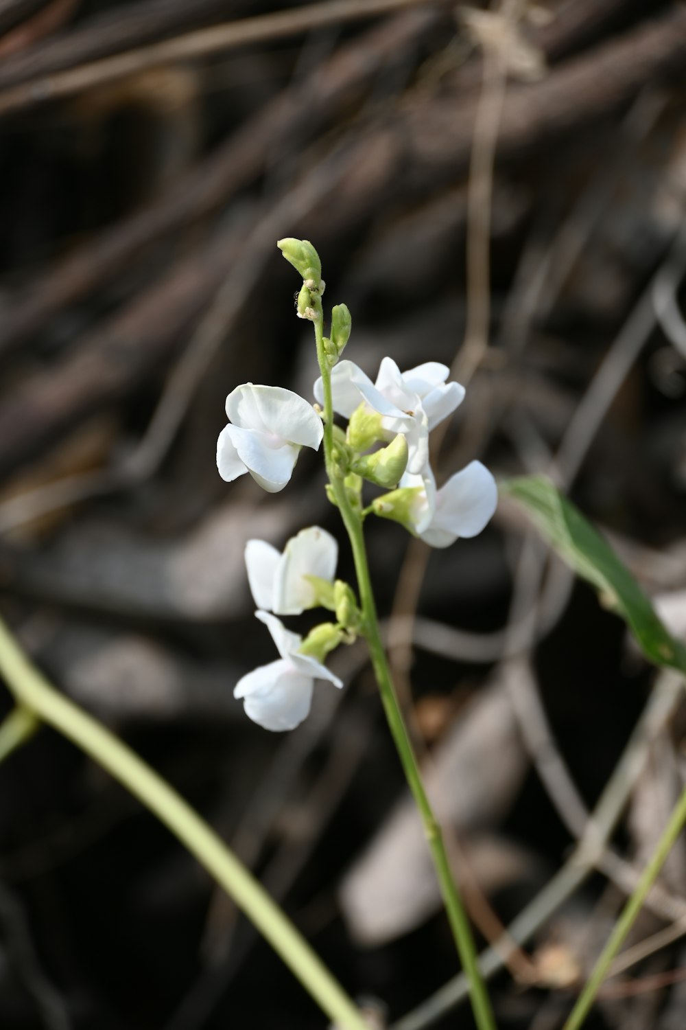 a close up of a flower on a plant