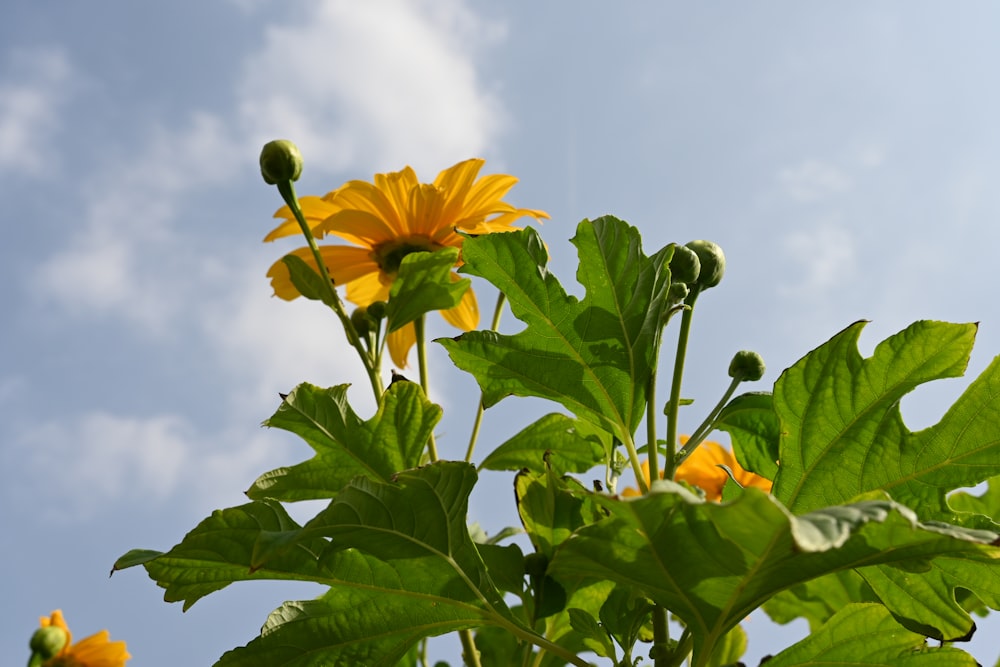 a sunflower is blooming on a sunny day