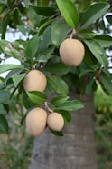 a bunch of fruit hanging from a tree