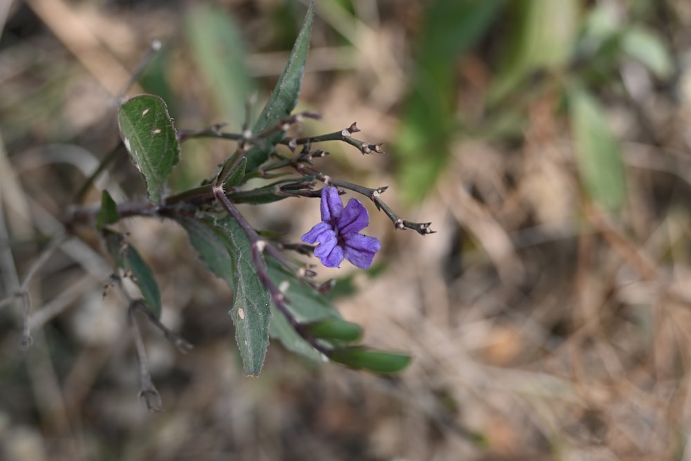 a small purple flower sitting on top of a green plant