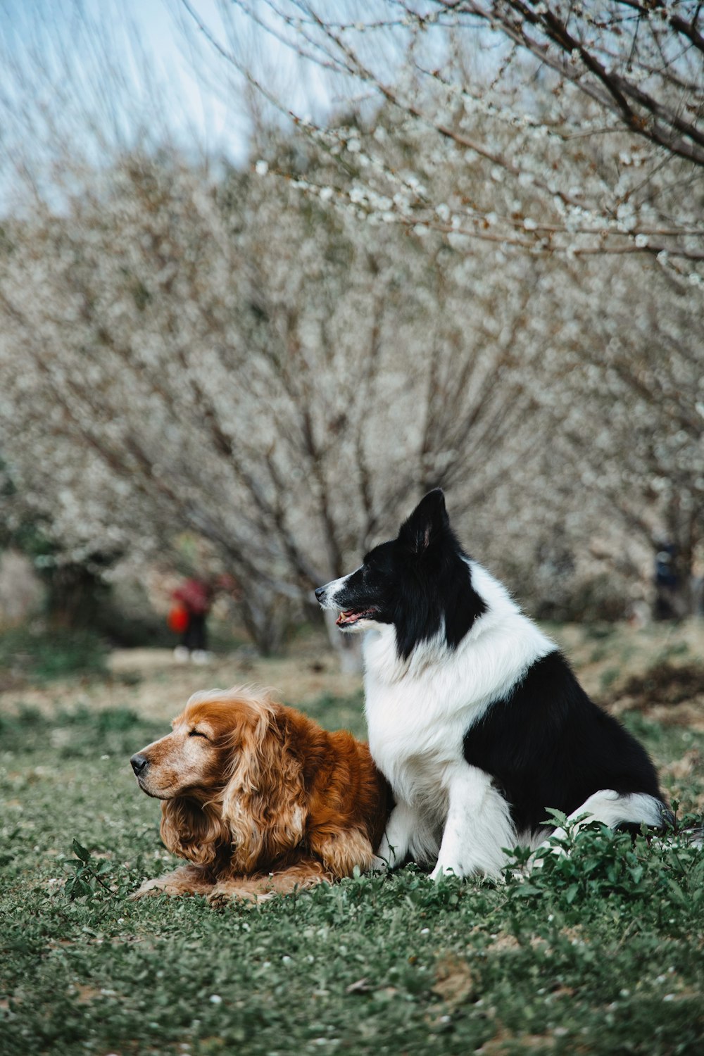 a couple of dogs sitting on top of a grass covered field
