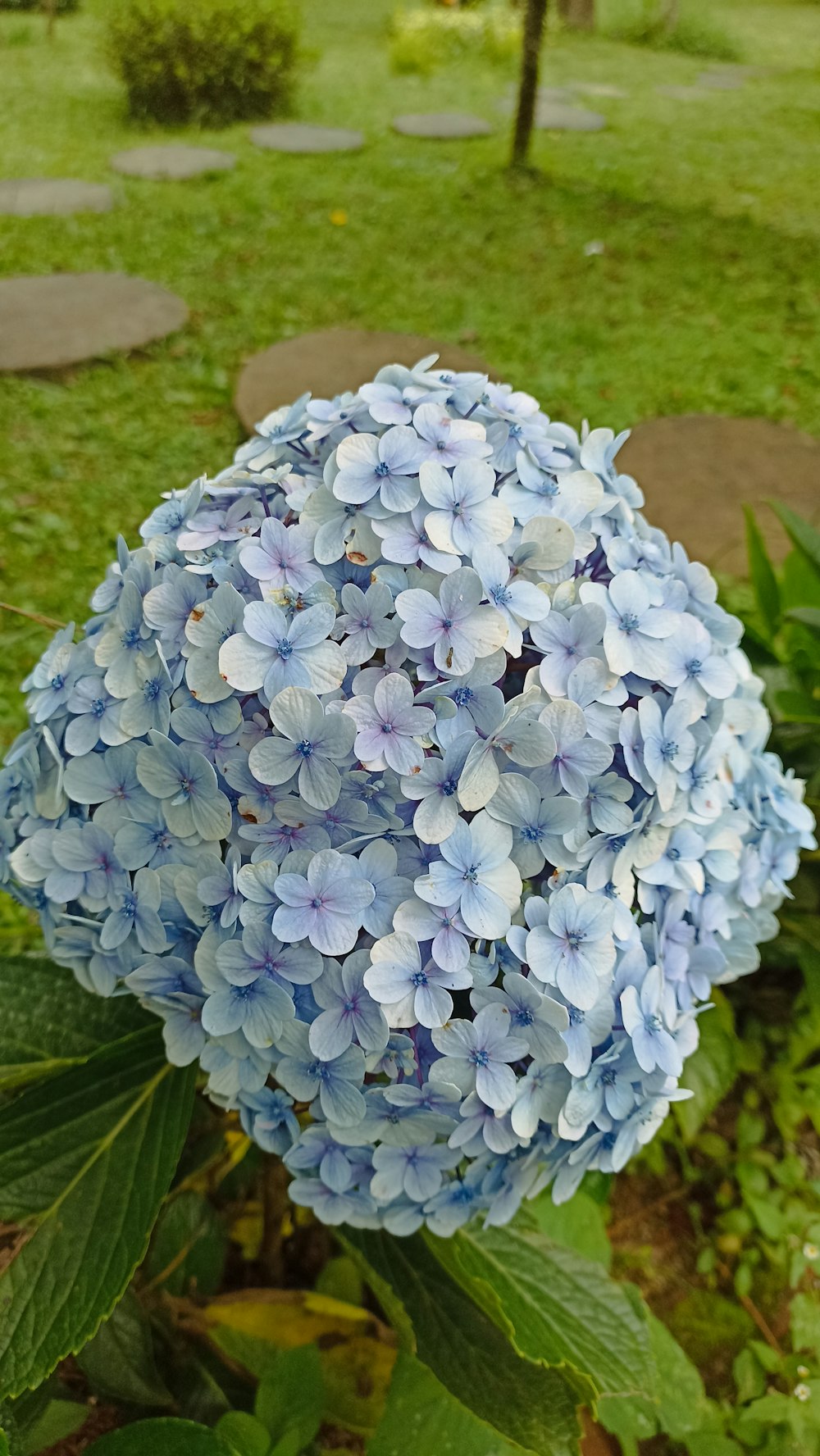 a close up of a blue flower in a garden