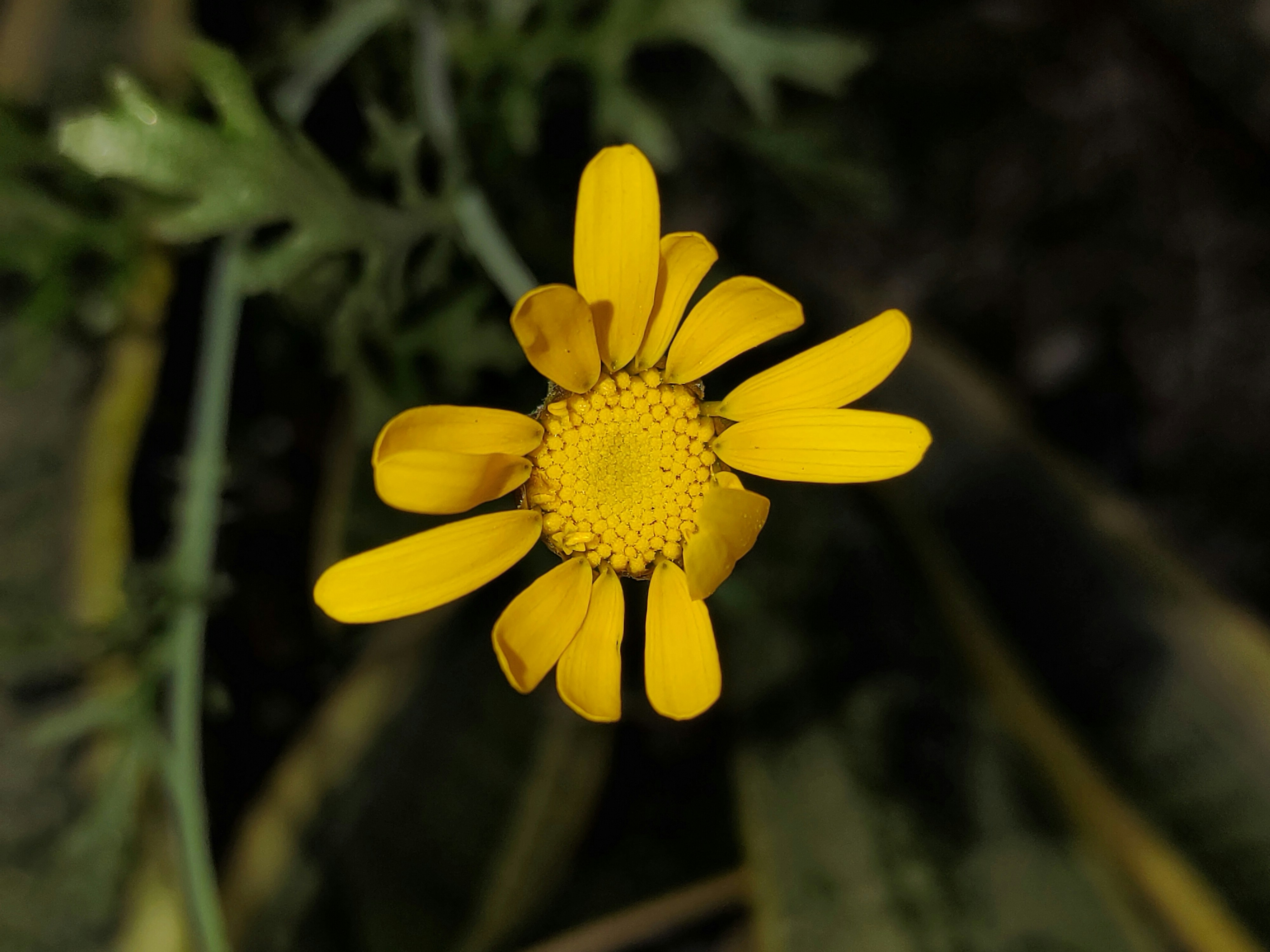 a close up of a yellow flower on a plant