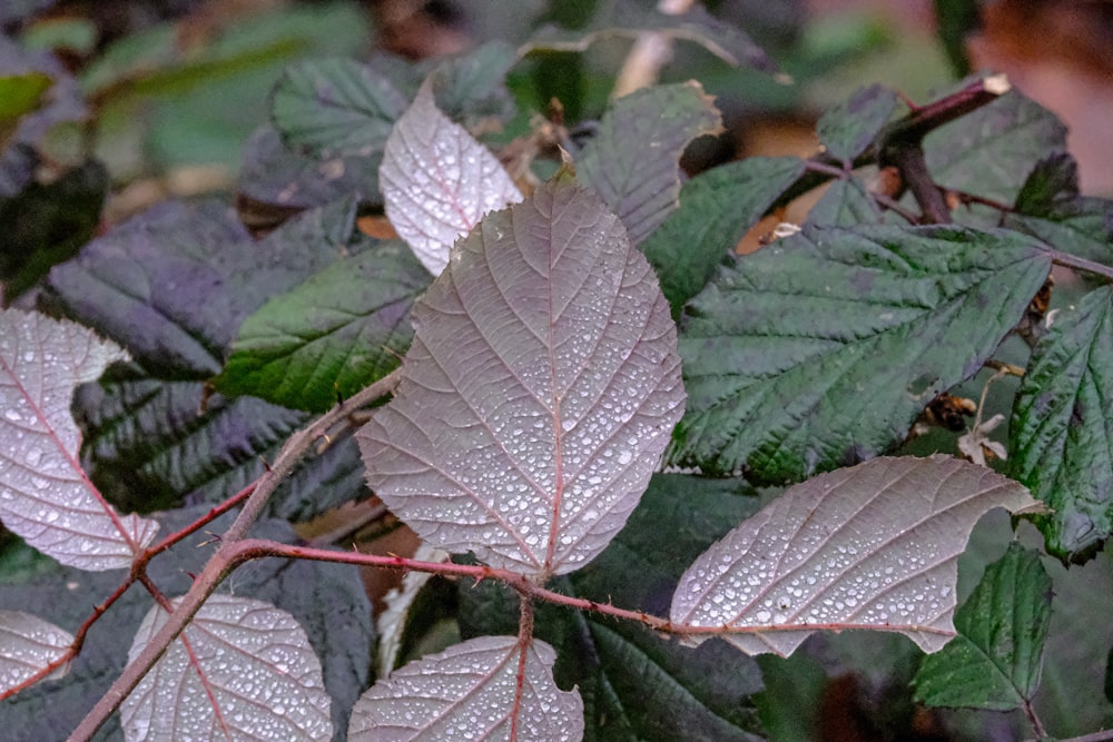 a close up of a leaf on a tree