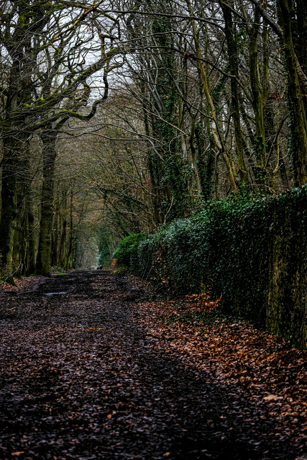 a path in the middle of a forest lined with trees