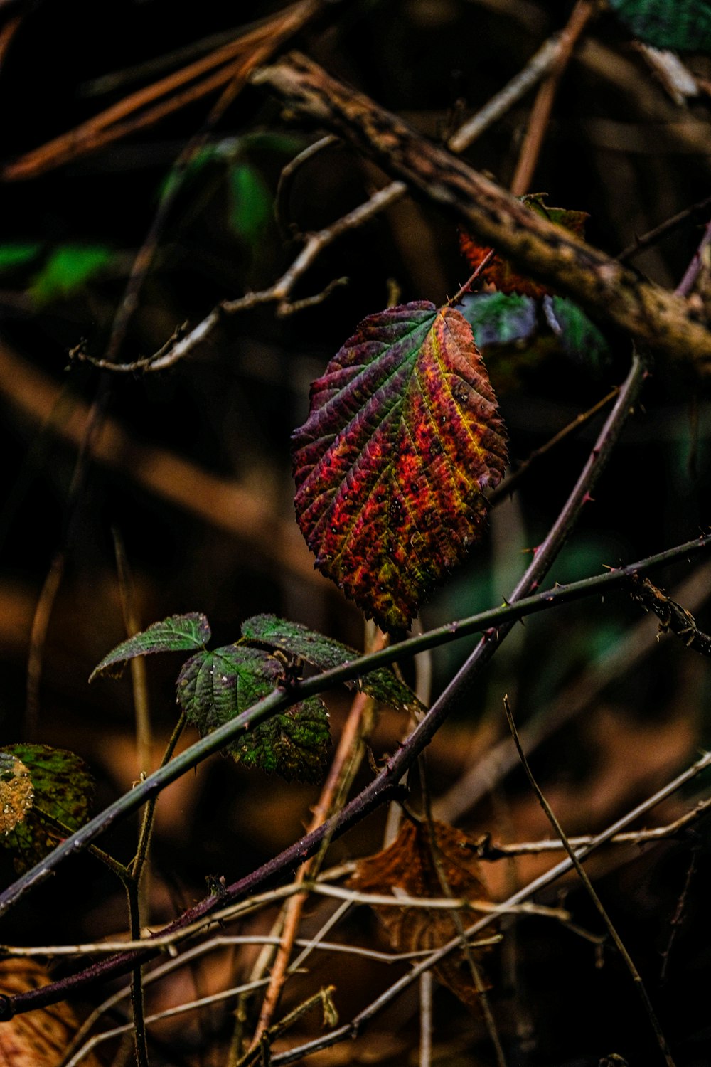 a close up of a leaf on a tree branch