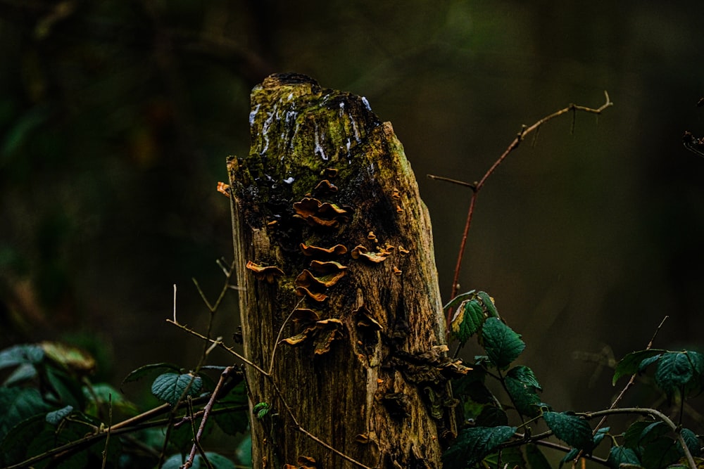 a tree stump in the middle of a forest