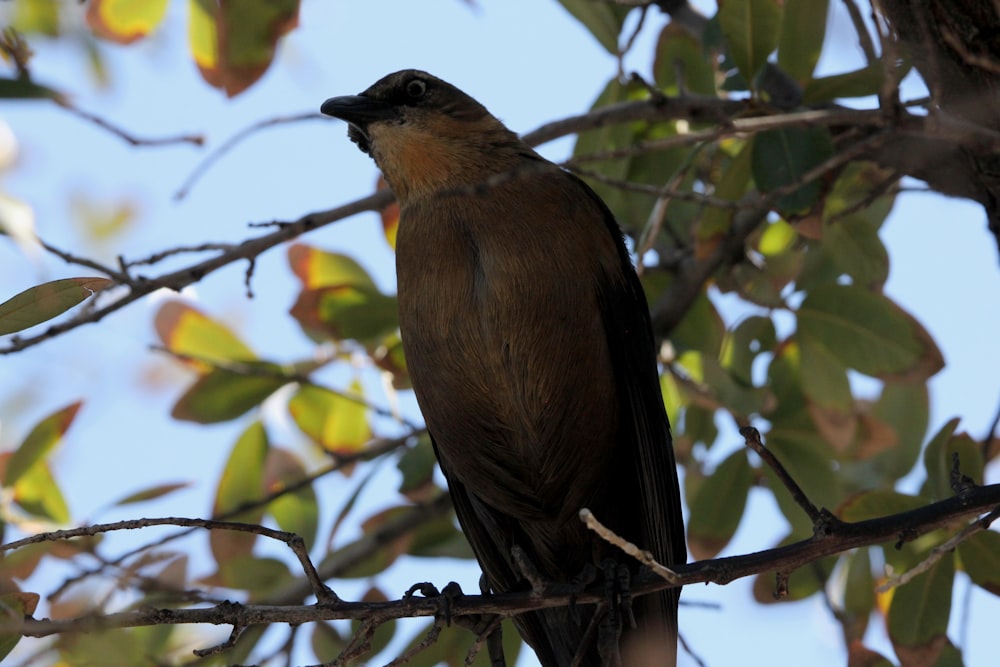 a bird sitting on a branch of a tree