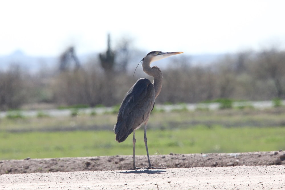 a bird with a long neck standing on a sidewalk