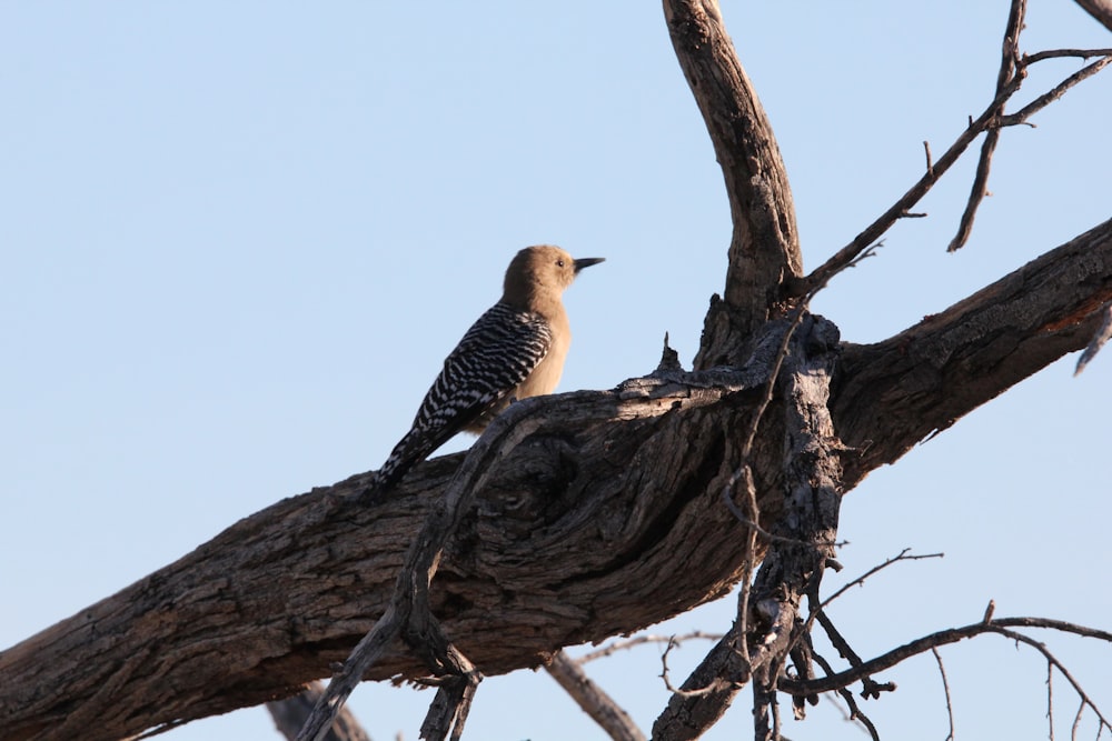 a bird is perched on a tree branch