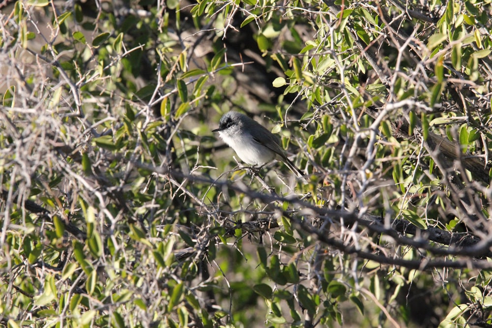 a small bird perched on a tree branch