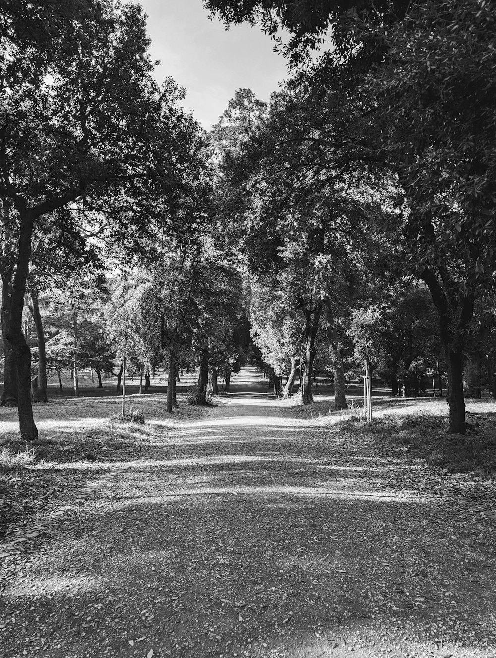 Una foto en blanco y negro de un camino de tierra rodeado de árboles