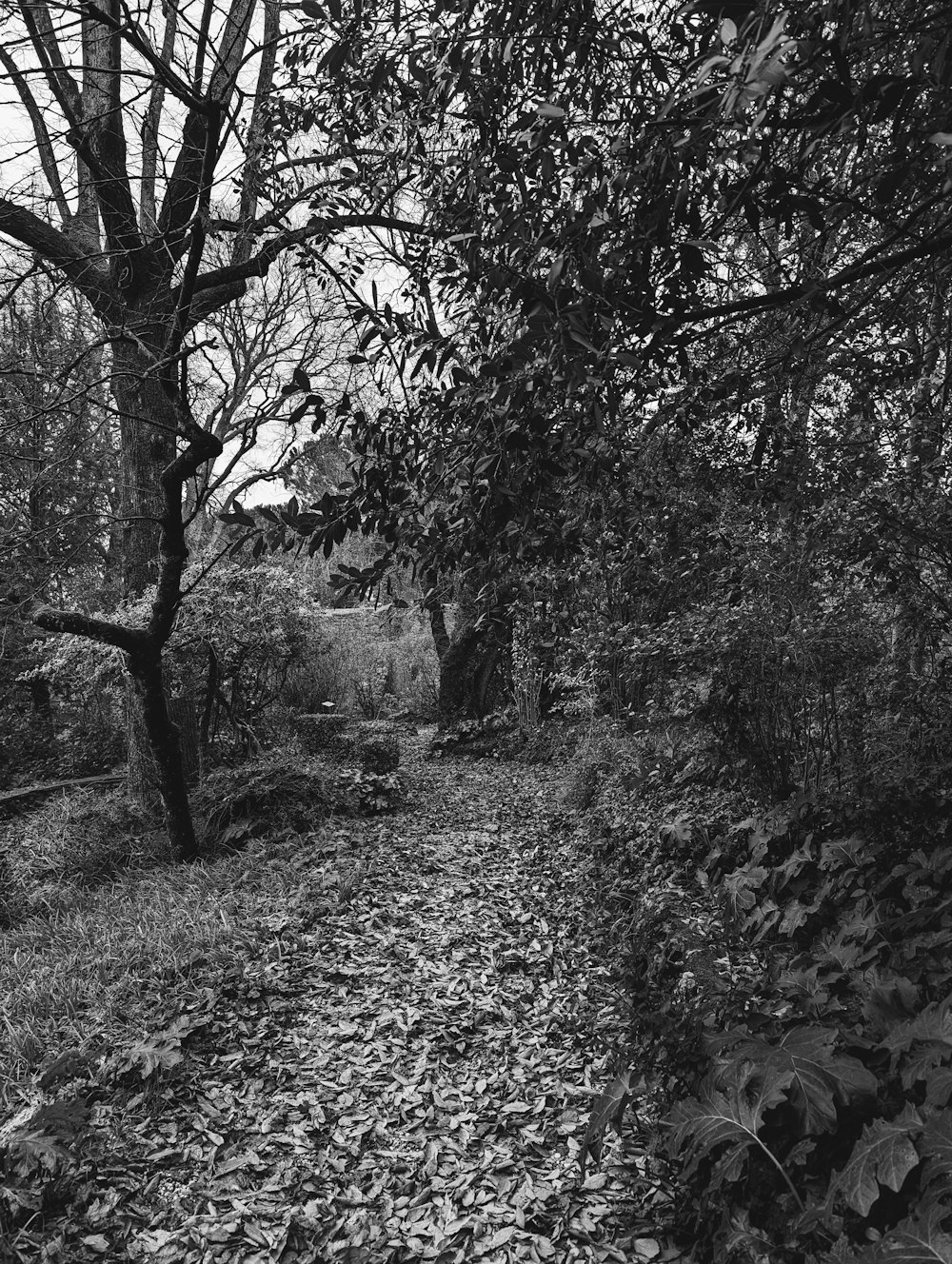 a black and white photo of a leaf covered path