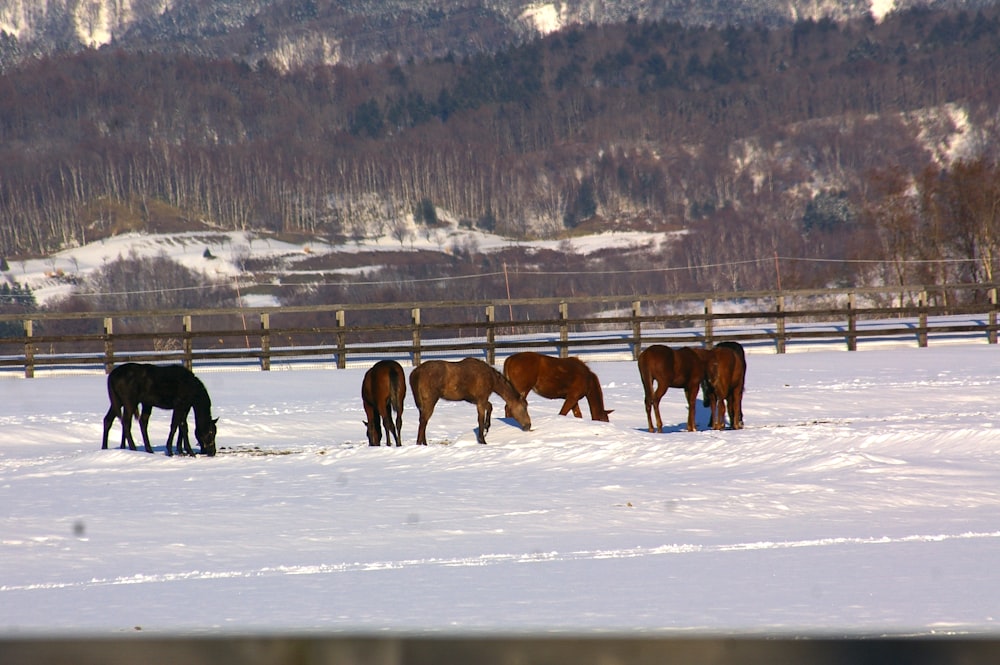 a group of horses standing in the snow