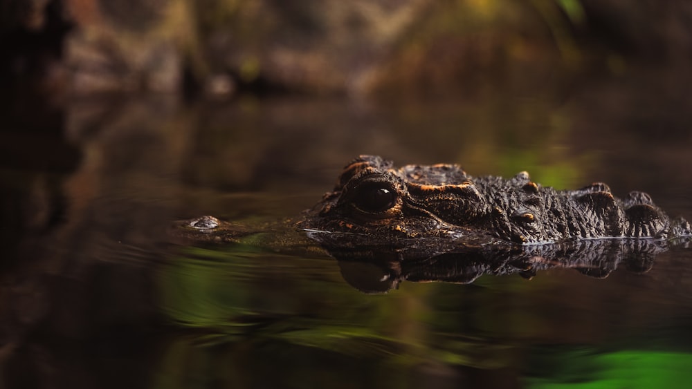 a large alligator swimming in a body of water