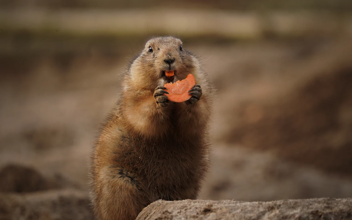 A groundhog holding a piece of food in its mouth