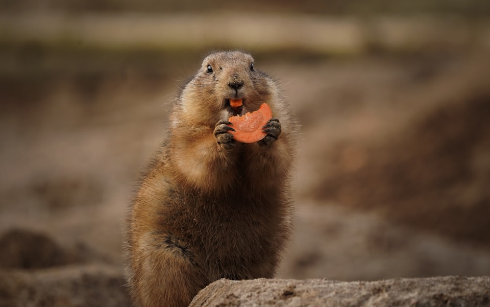 a groundhog holding a piece of food in its mouth