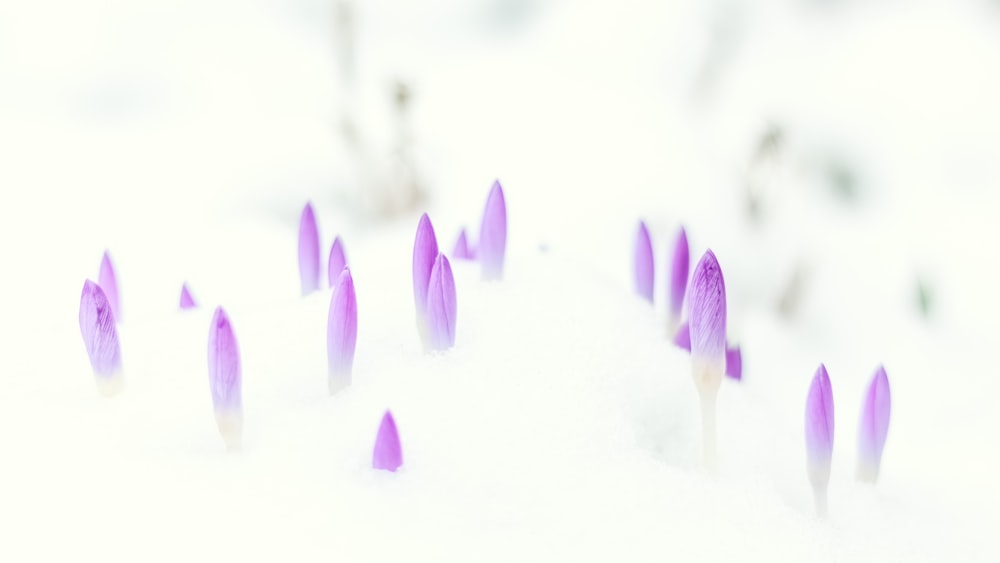 a group of purple flowers in the snow