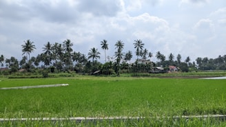 a lush green field with palm trees in the background
