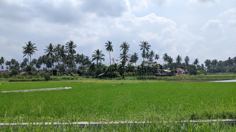 a lush green field with palm trees in the background