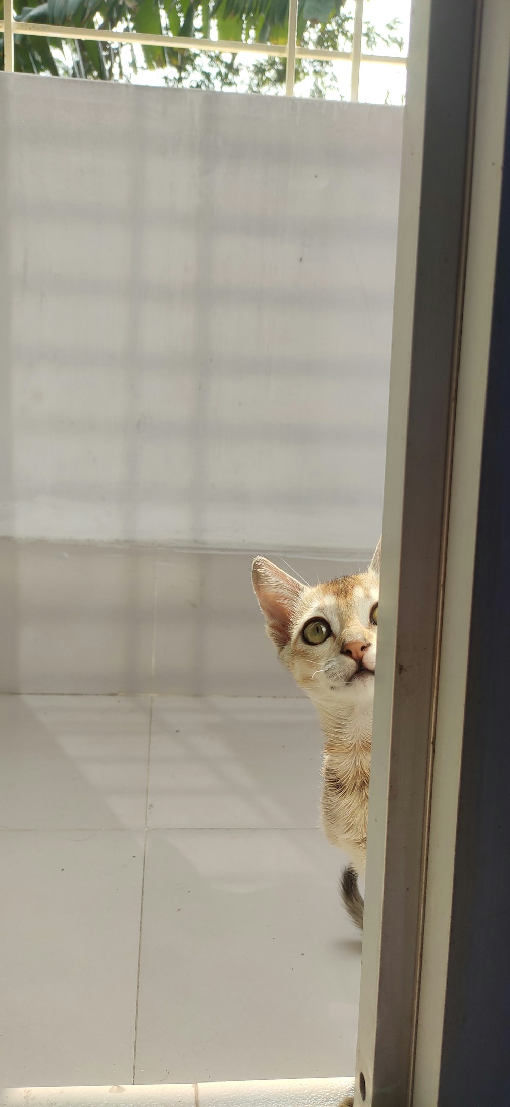 a cat peeking out from behind a glass door
