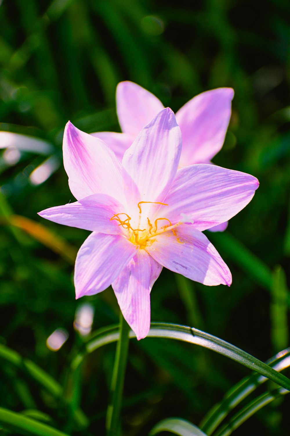 a pink flower with a yellow center in a field