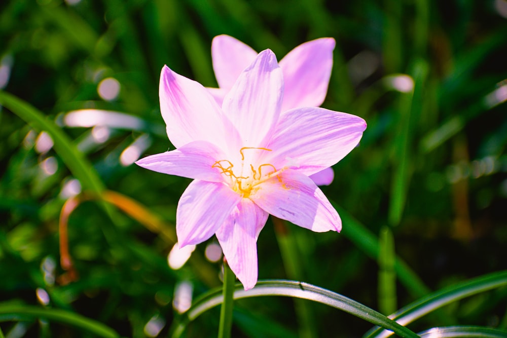 a single pink flower in the middle of some green grass