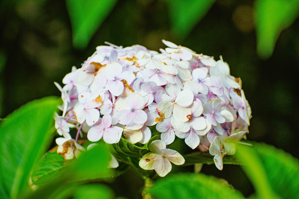 a close up of a flower on a plant