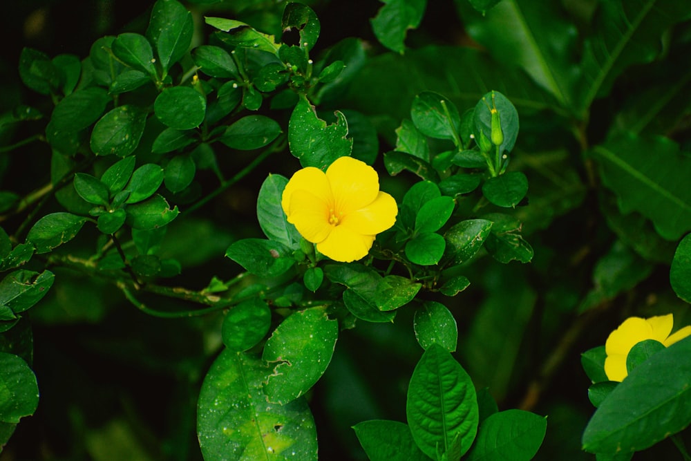 a close up of a yellow flower on a bush