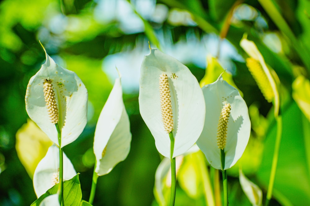 a group of white flowers with green leaves