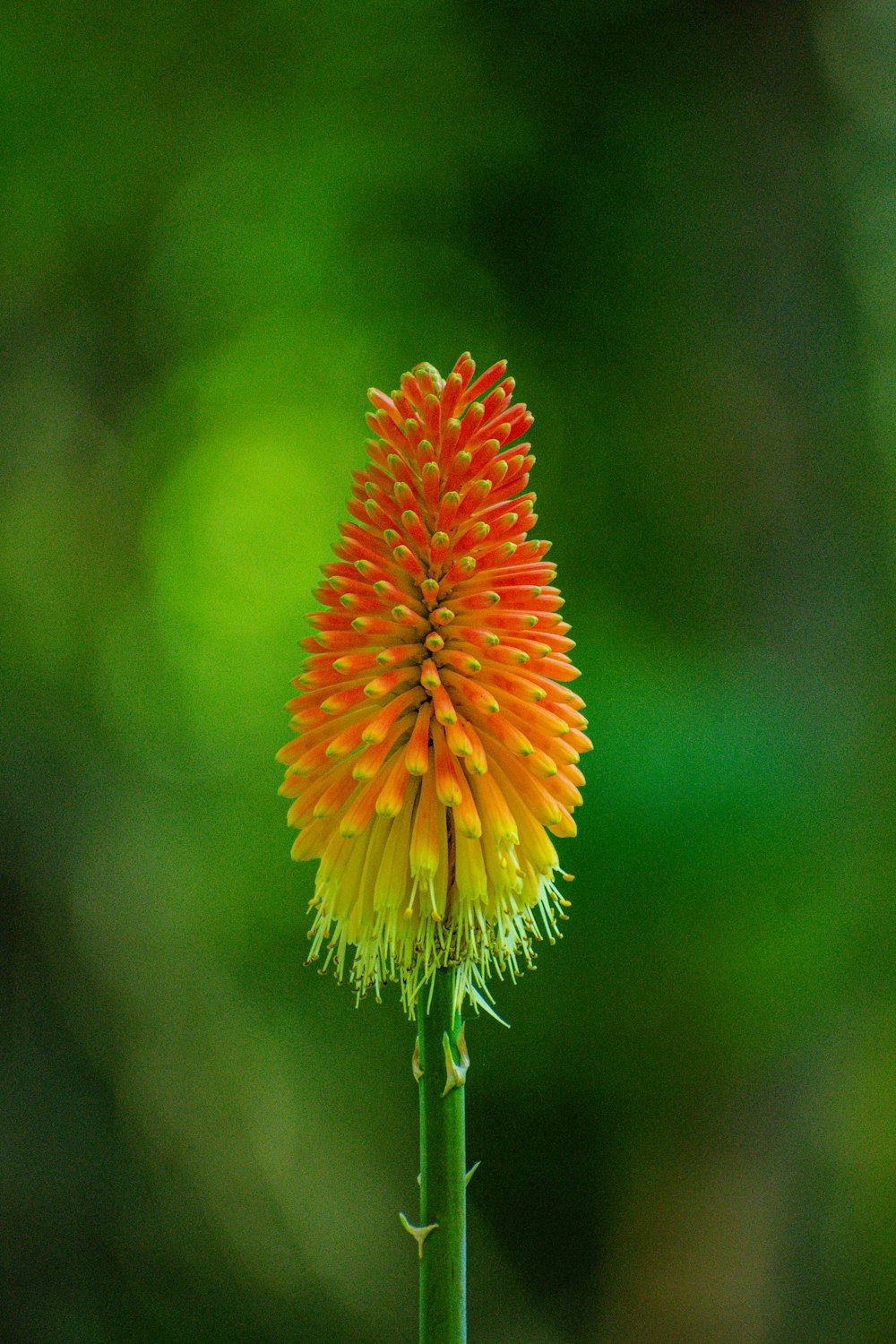 a close up of a flower with a blurry background