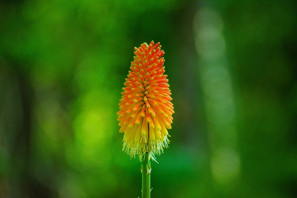 um close up de uma flor com um fundo desfocado