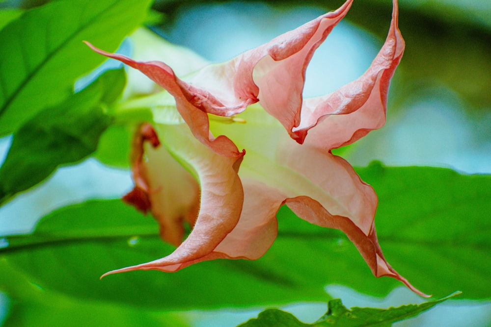 a close up of a flower on a tree