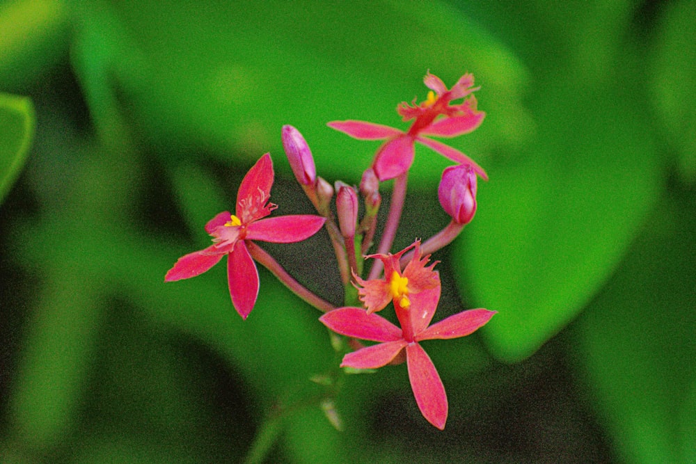 a close up of a pink flower with green leaves in the background