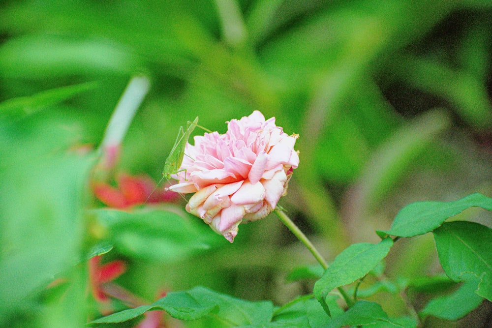 a pink flower with green leaves in the background