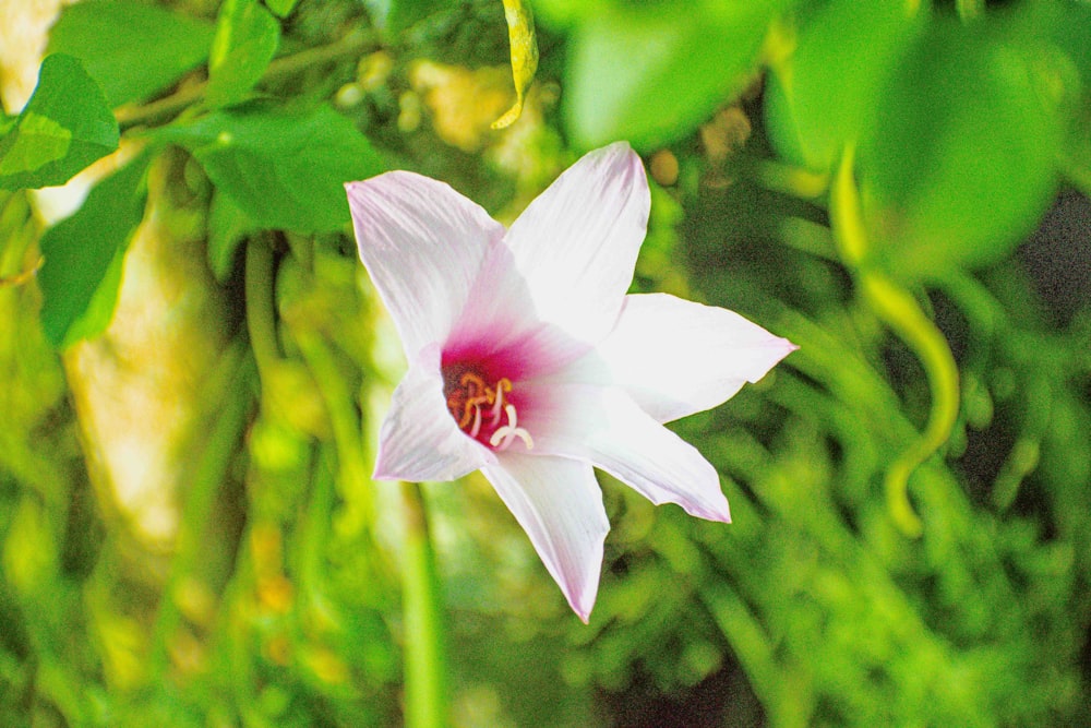 a white and pink flower with green leaves in the background