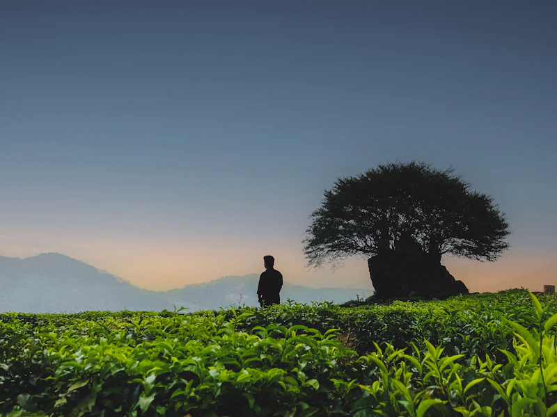 The Complete Travel Guide to Ponmudi: Everything You Need to Plan Your Trip