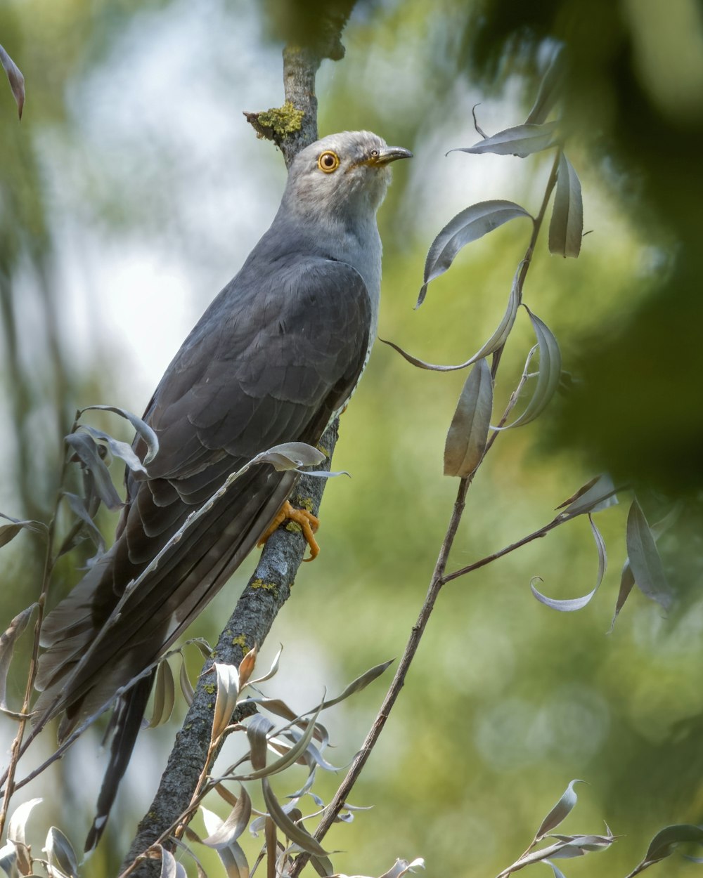 a bird perched on a branch in a tree