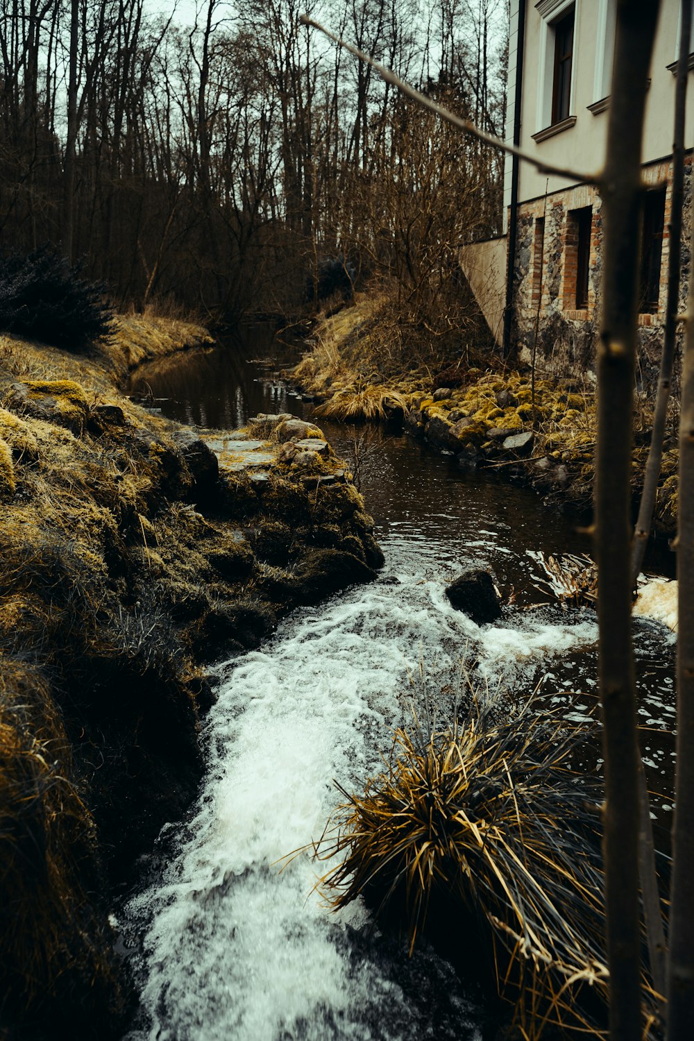 a stream running through a lush green forest