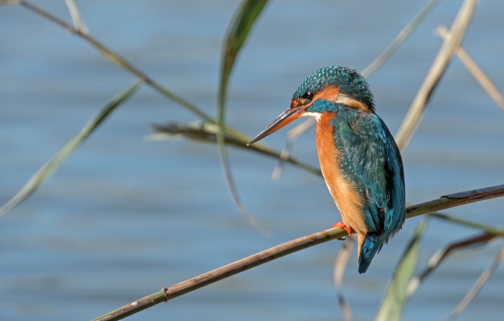 a colorful bird perched on a branch next to a body of water