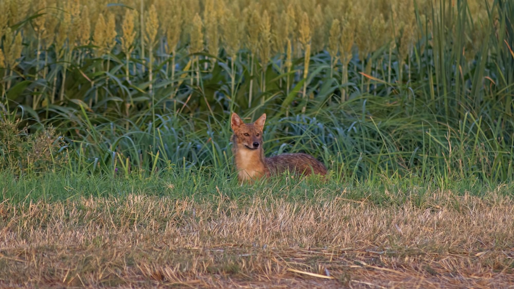a small deer sitting in a field of tall grass