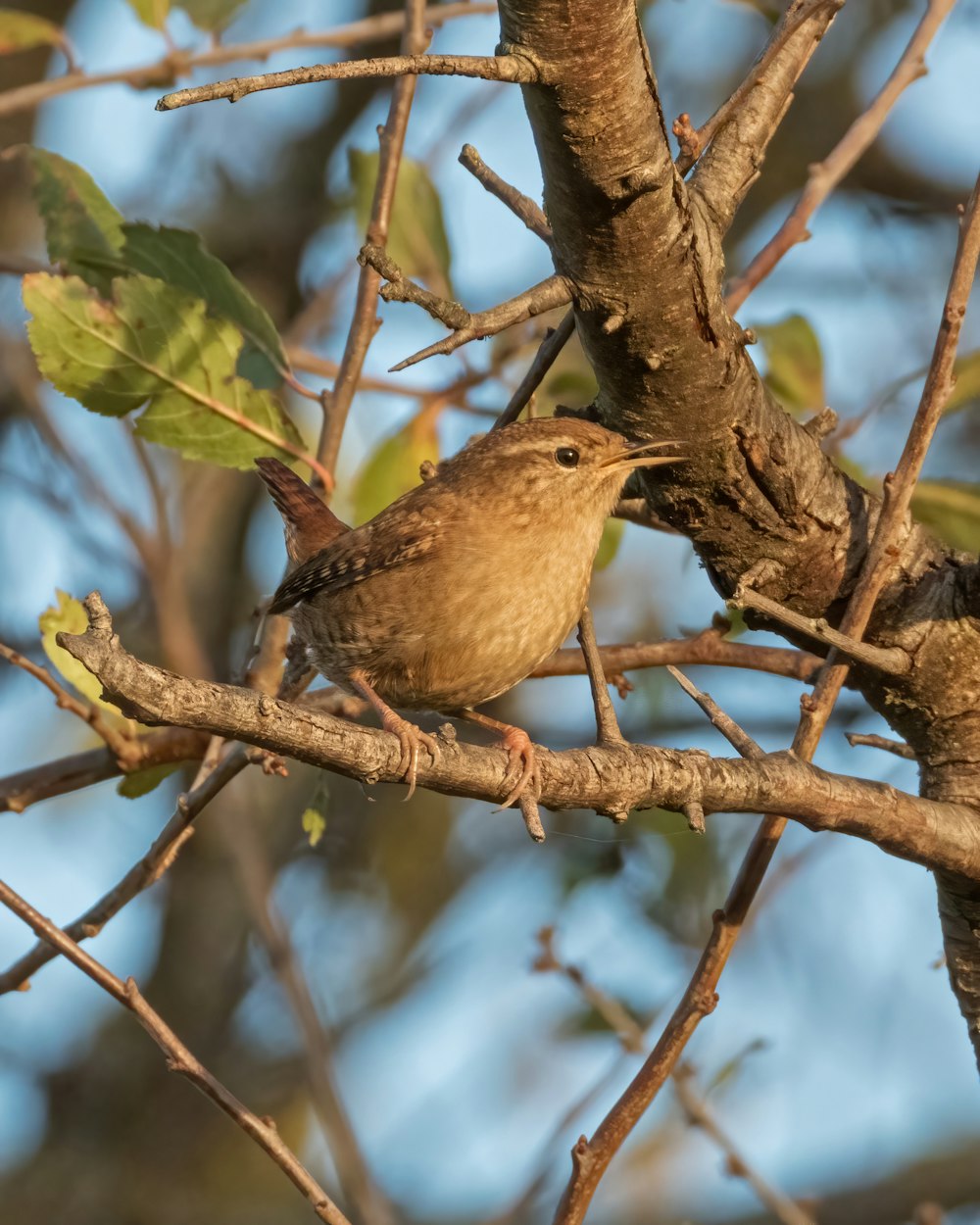 a couple of birds sitting on top of a tree branch