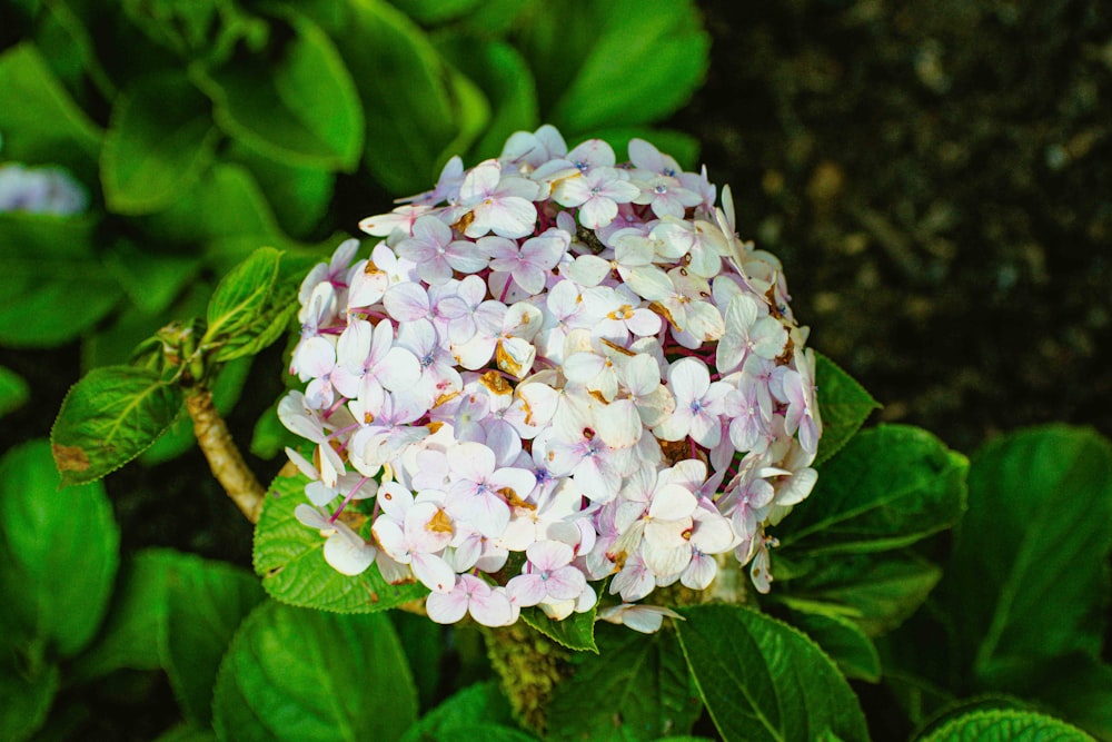 a close up of a flower on a plant