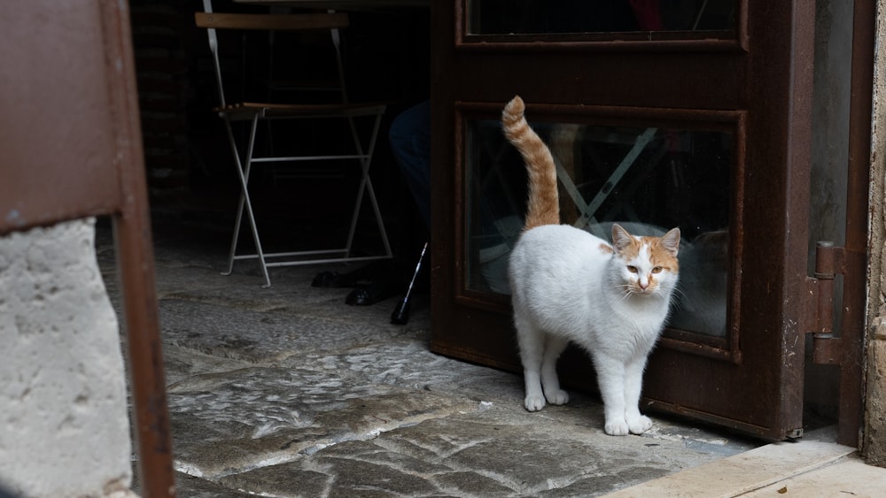a white and orange cat standing outside of a door