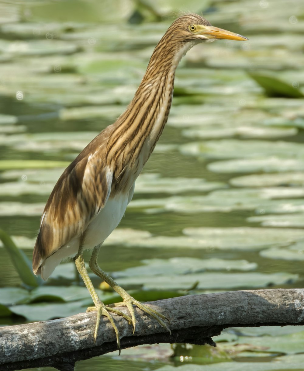 a bird is standing on a branch in the water