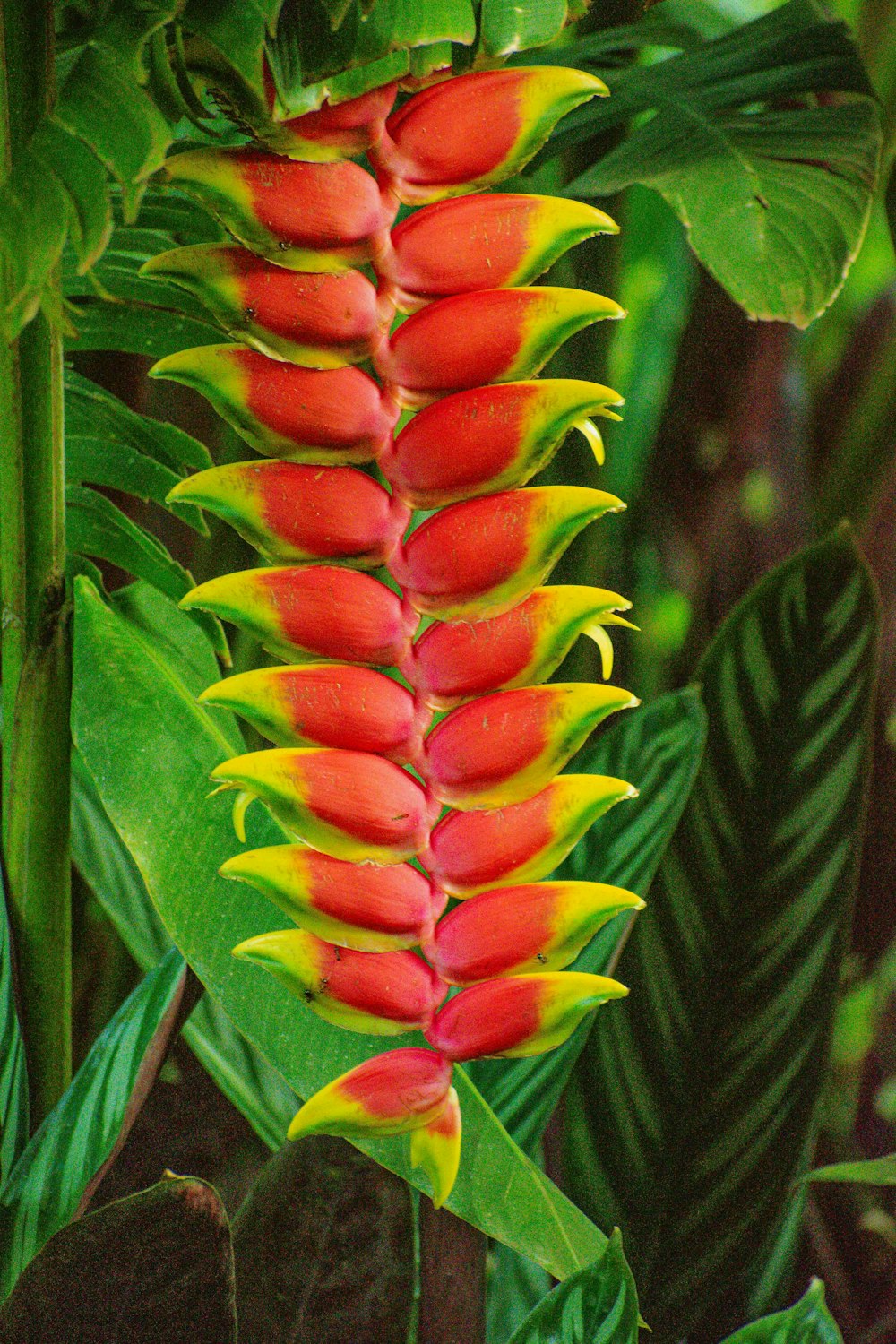 a close up of a plant with red and yellow flowers