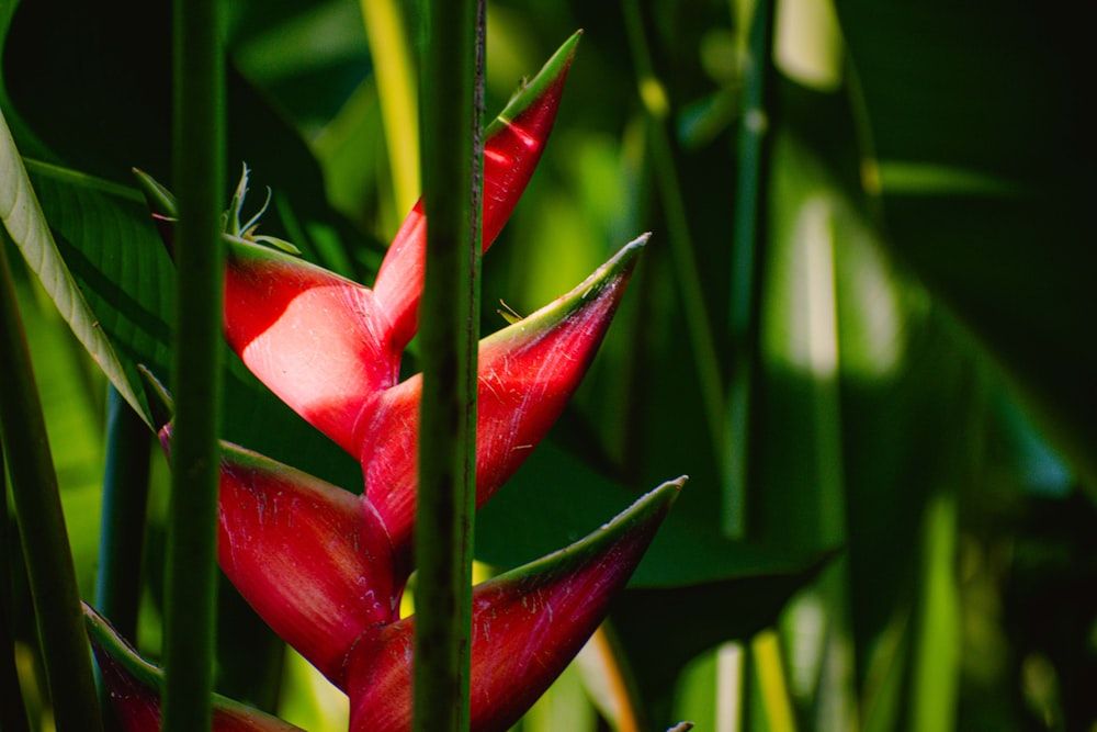 a close up of a red flower in a field